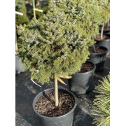 Ялина сербська Нана (штамб 60 см)